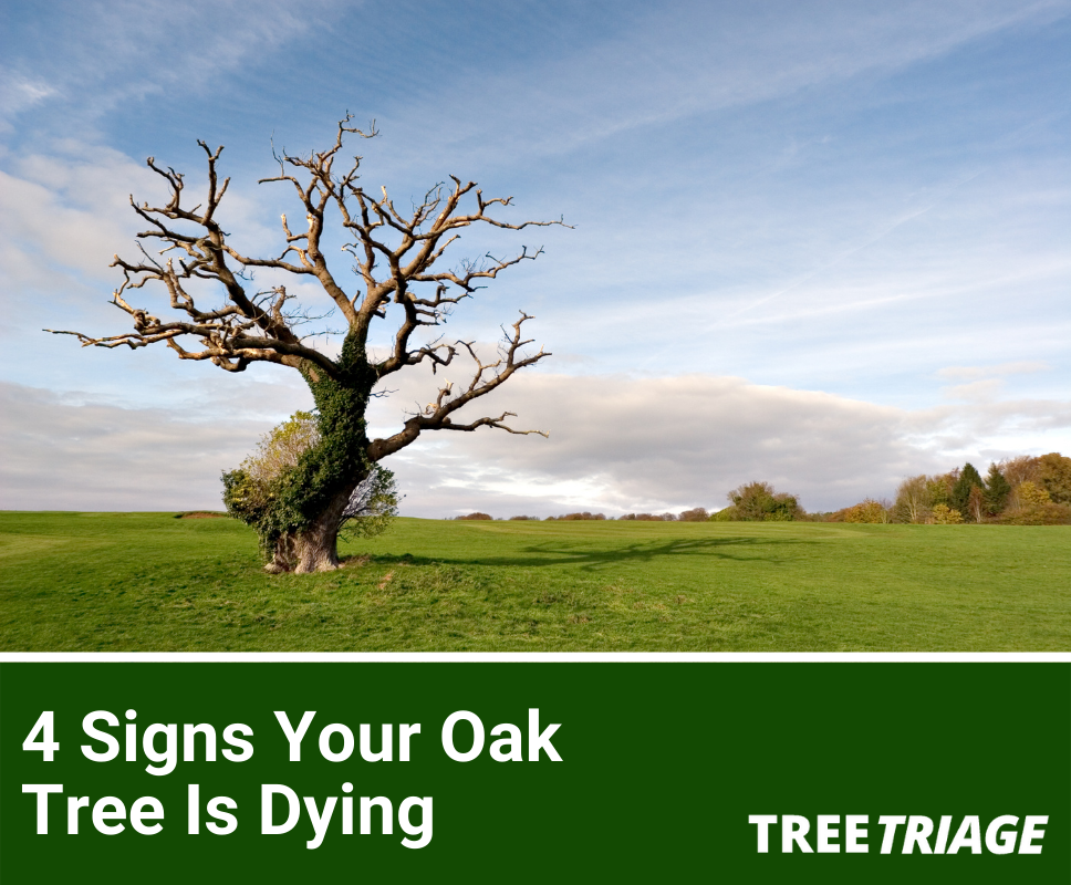 4 Signs Your Oak Tree Is Dying