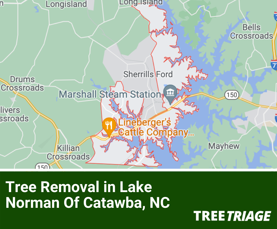 Tree Removal in Lake Norman Of Catawba, NC