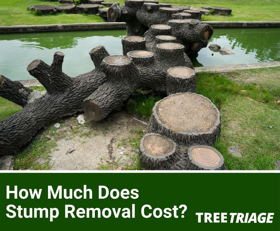 How Much Does Stump Removal Cost