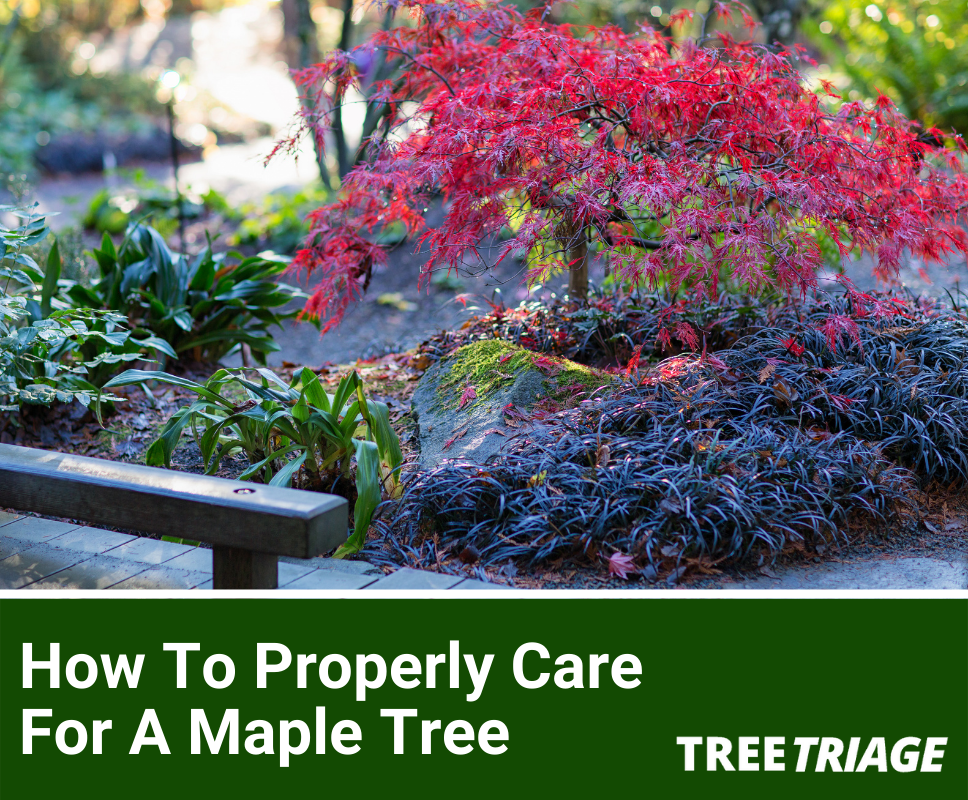 How To Properly Care For A Maple Tree