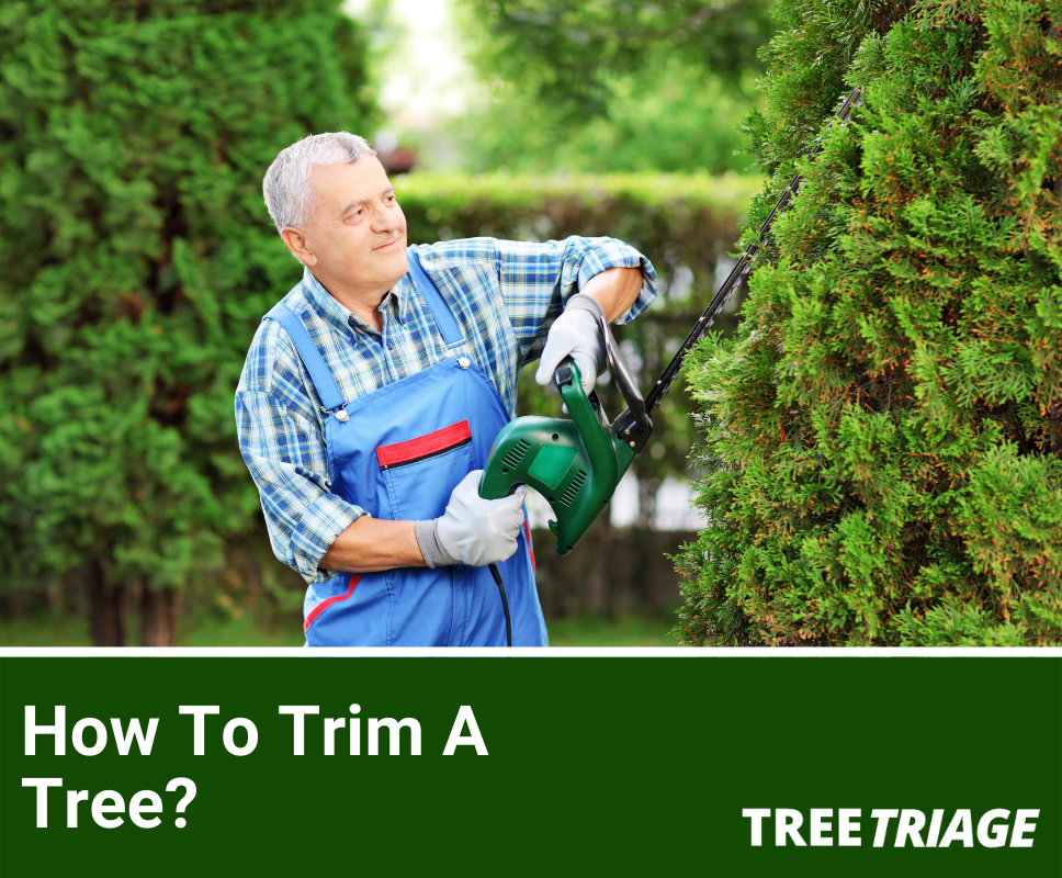 How To Trim A Tree