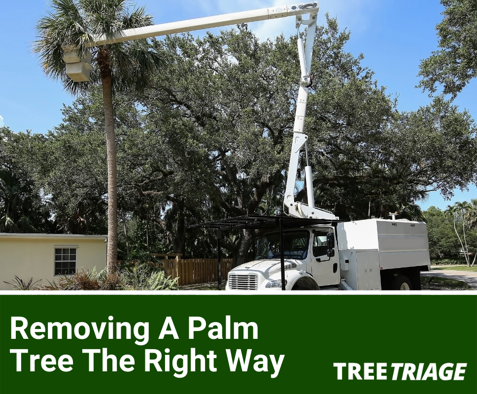 Removing A Palm Tree The Right Way