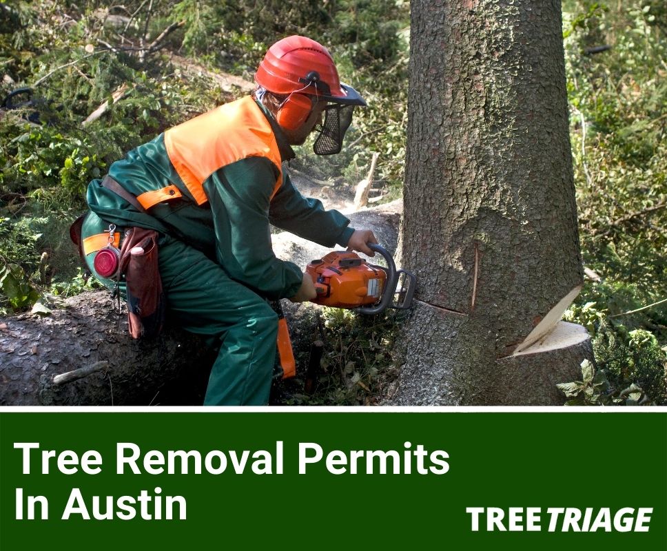 Tree Removal Permits In Austin