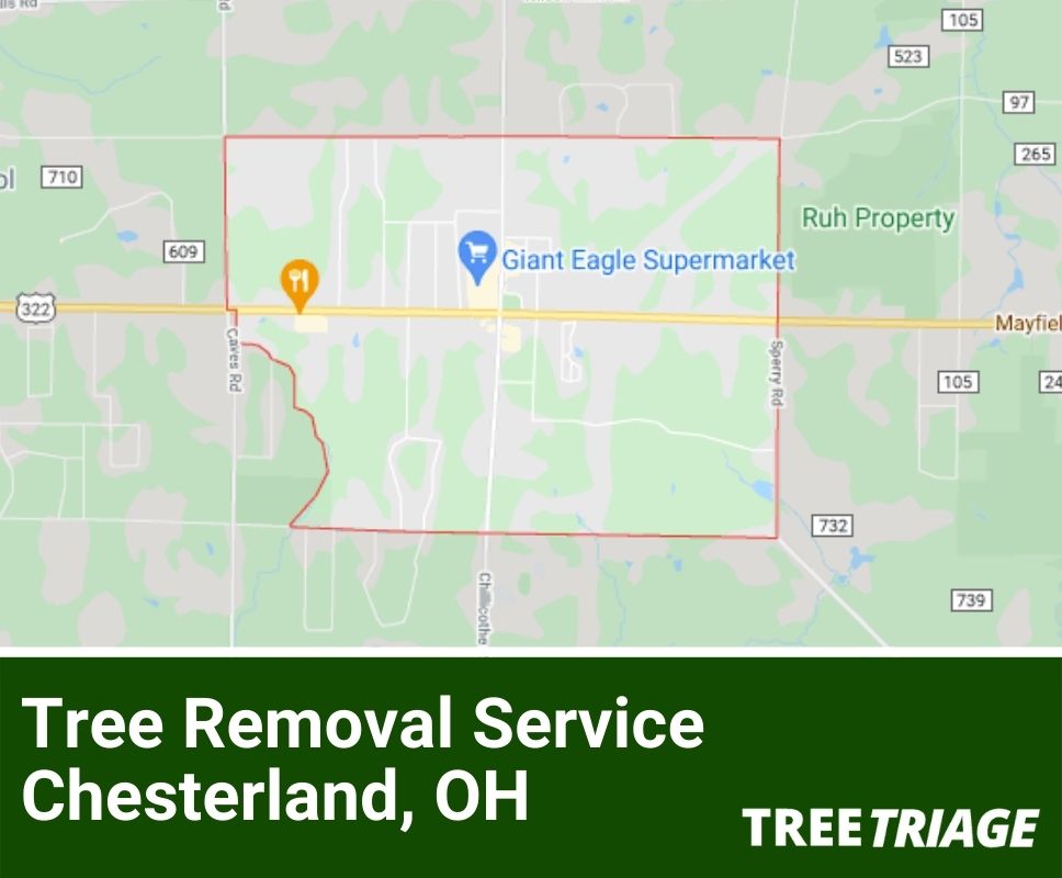 Tree Removal Service Chesterland, OH-2