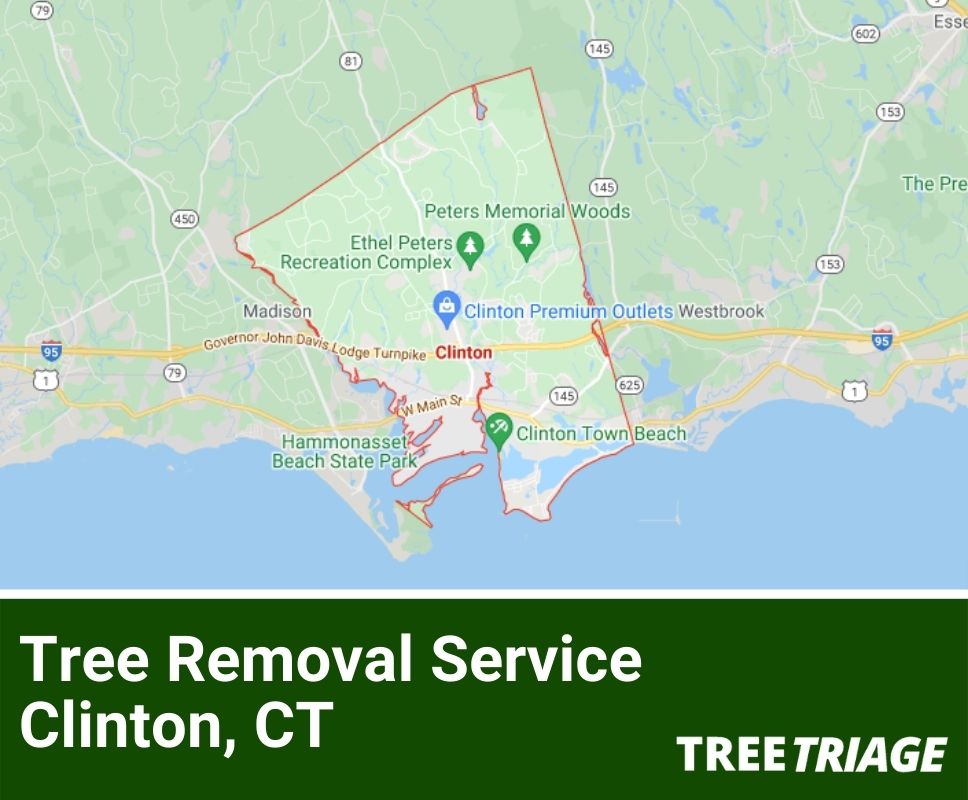Tree Removal Service Clinton, CT-2
