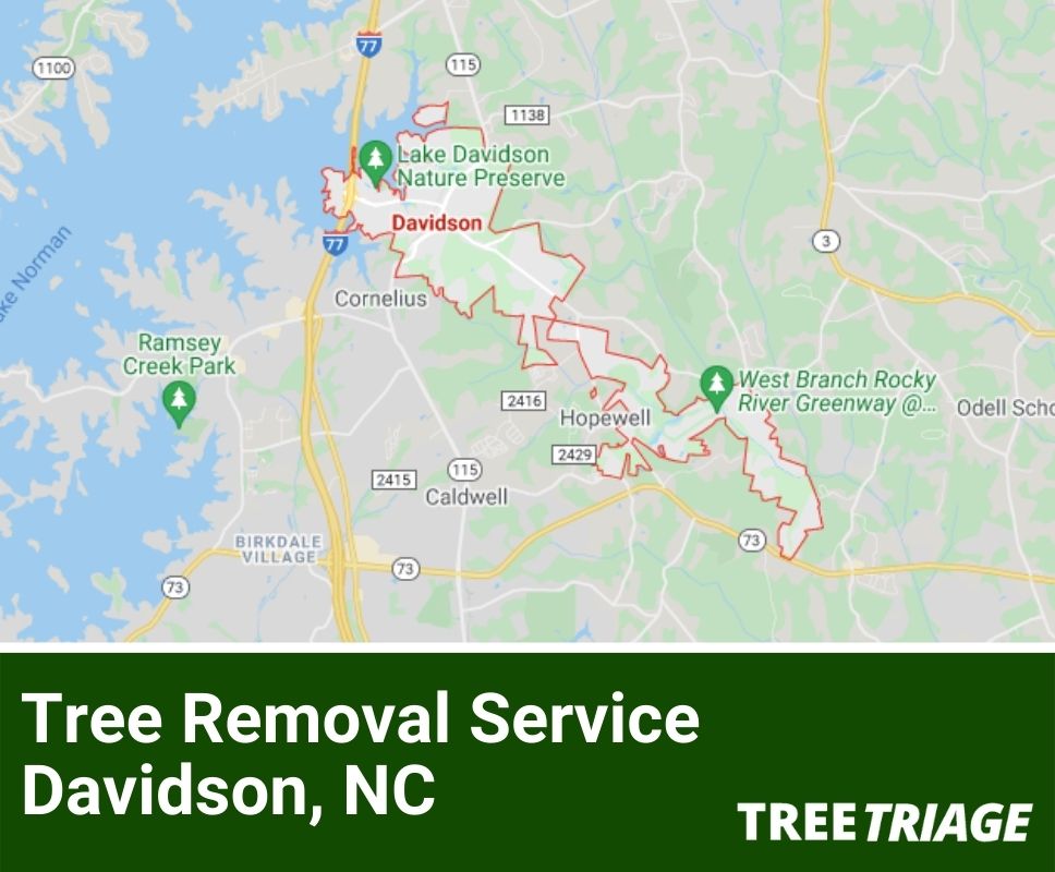 Tree Removal Service Davidson, NC-1