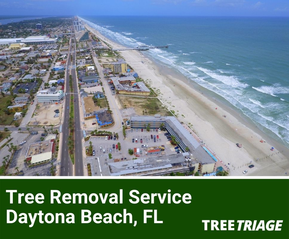 Tree Removal Service Daytona Beach, FL-1