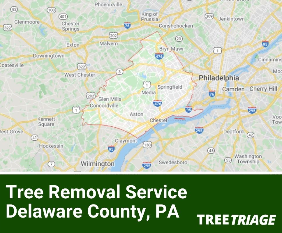 Tree Removal Service Delaware County, PA-1