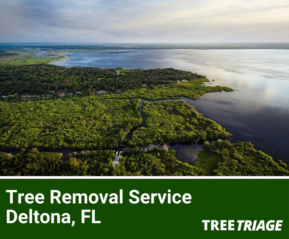 Tree Removal Service Deltona, FL-1
