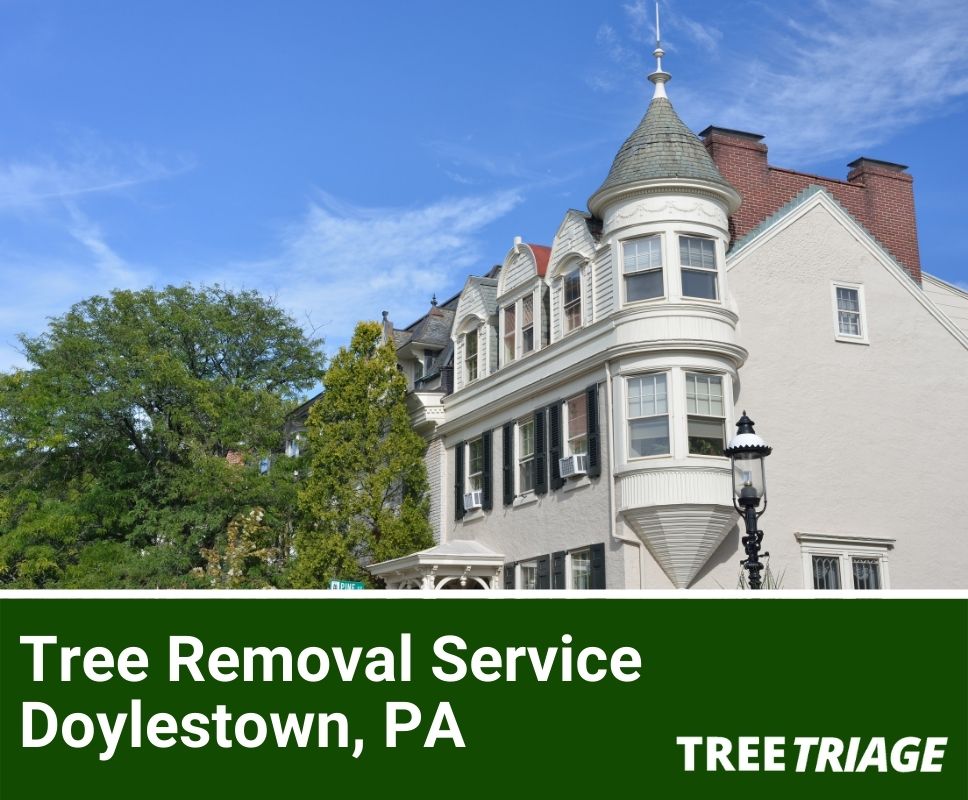 Tree Removal Service Downingtown, PA-1(1)