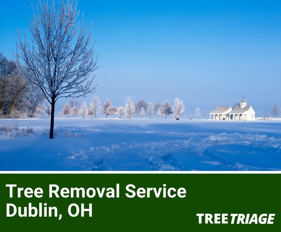 Tree Removal Service Dublin, OH-1