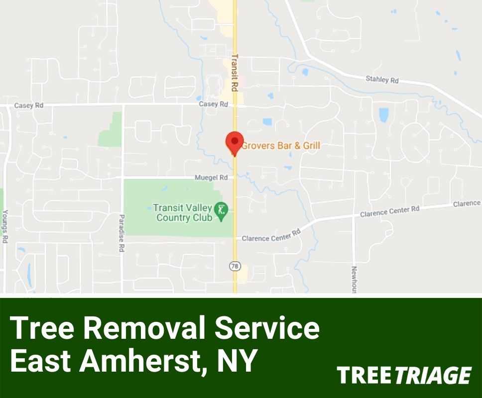 Tree Removal Service East Amherst, NY-1