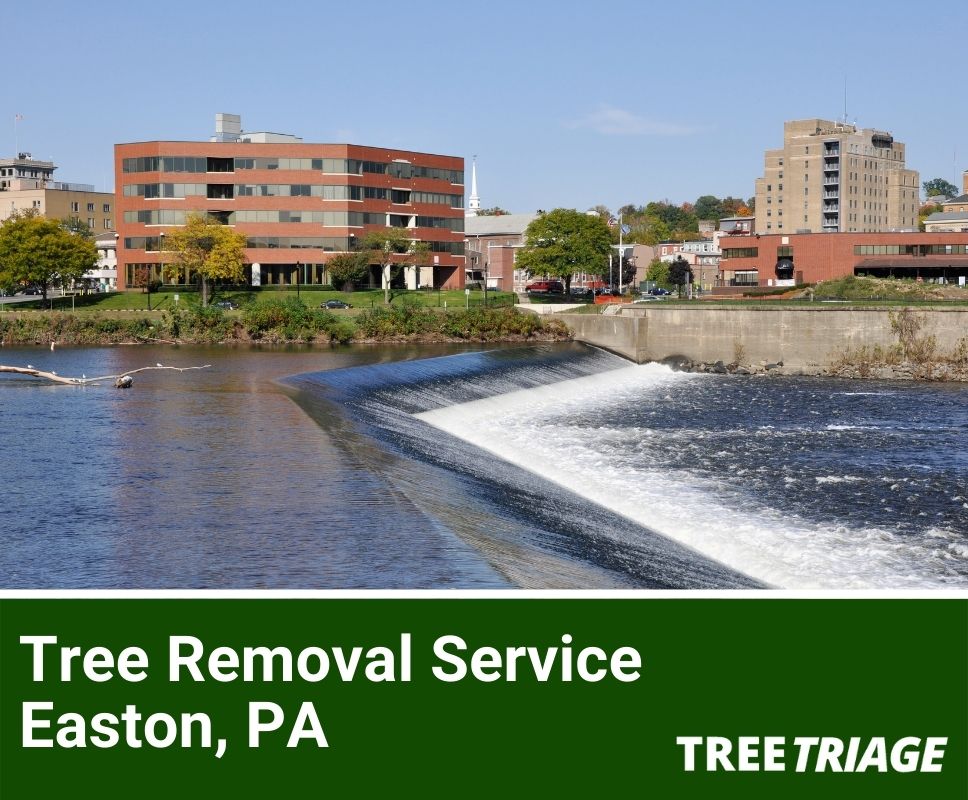 Tree Removal Service Easton, PA-1