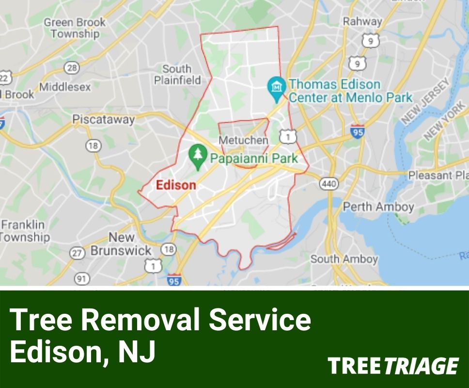 Tree Removal Service Edison, NJ-1