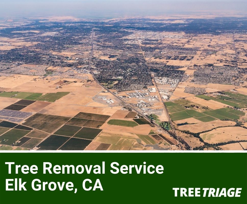 Tree Removal Service Elk Grove, CA-1