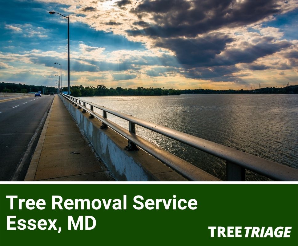 Tree Removal Service Essex, MD-1