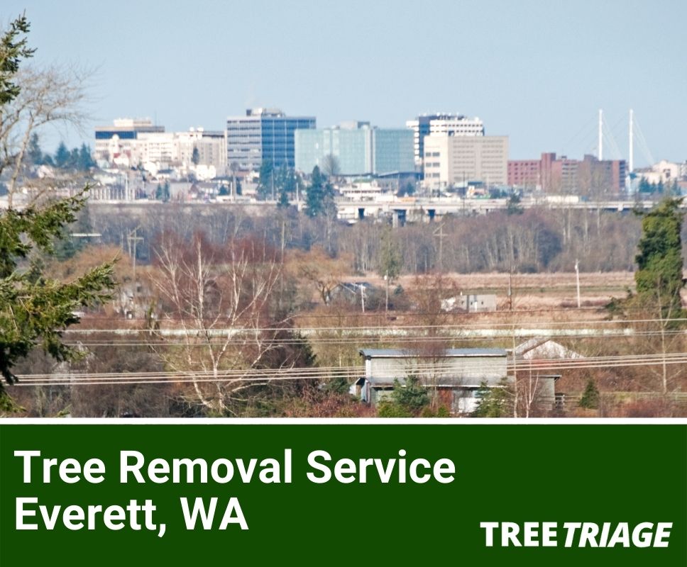Tree Removal Service Everett, WA-1