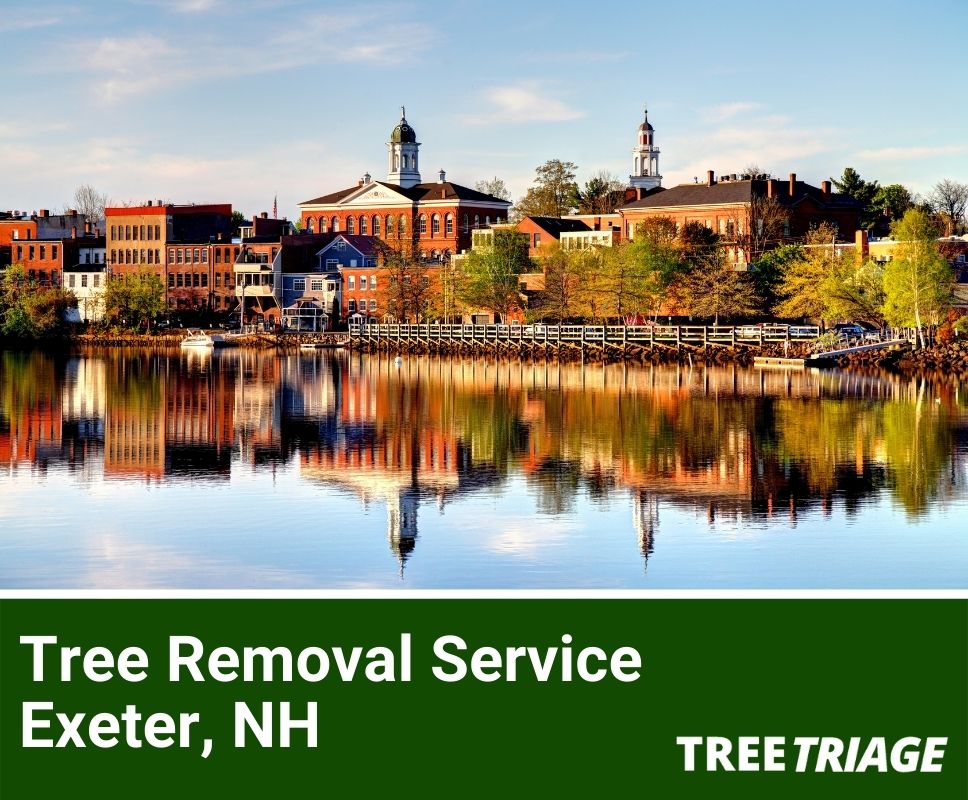 Tree Removal Service Exeter, NH-1