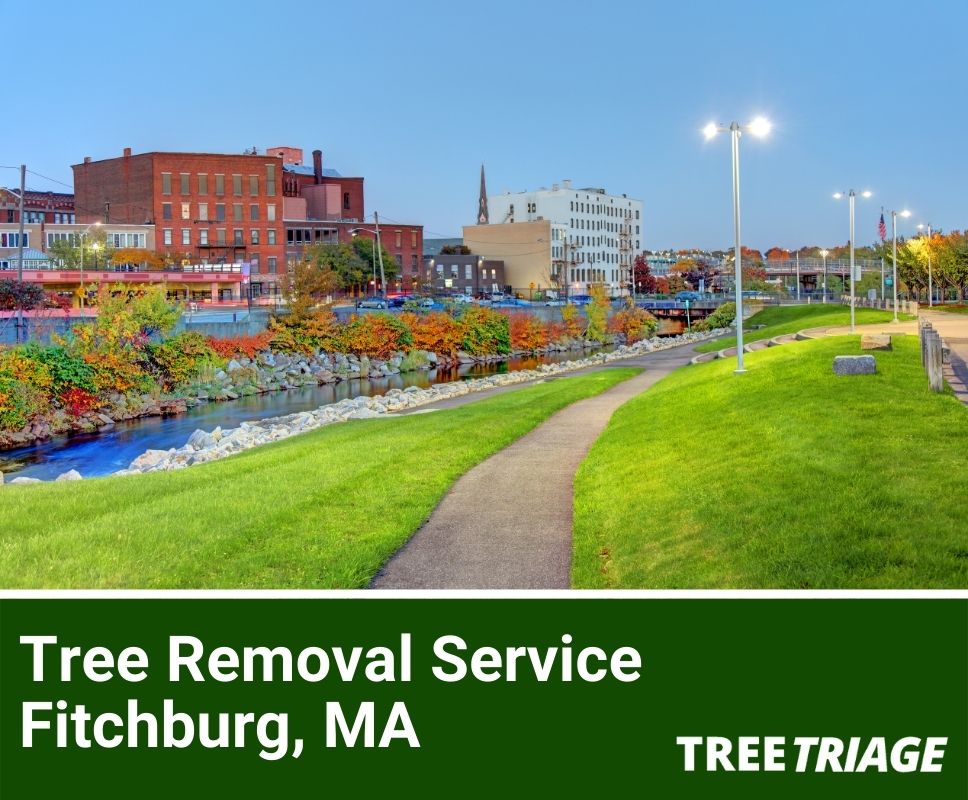 Tree Removal Service Fitchburg, MA-1