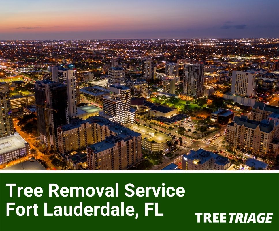 Tree Removal Service Fort Lauderdale, FL-1