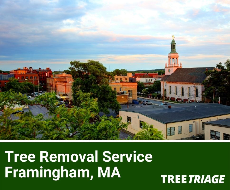 Tree Removal Service Framingham, MA-1