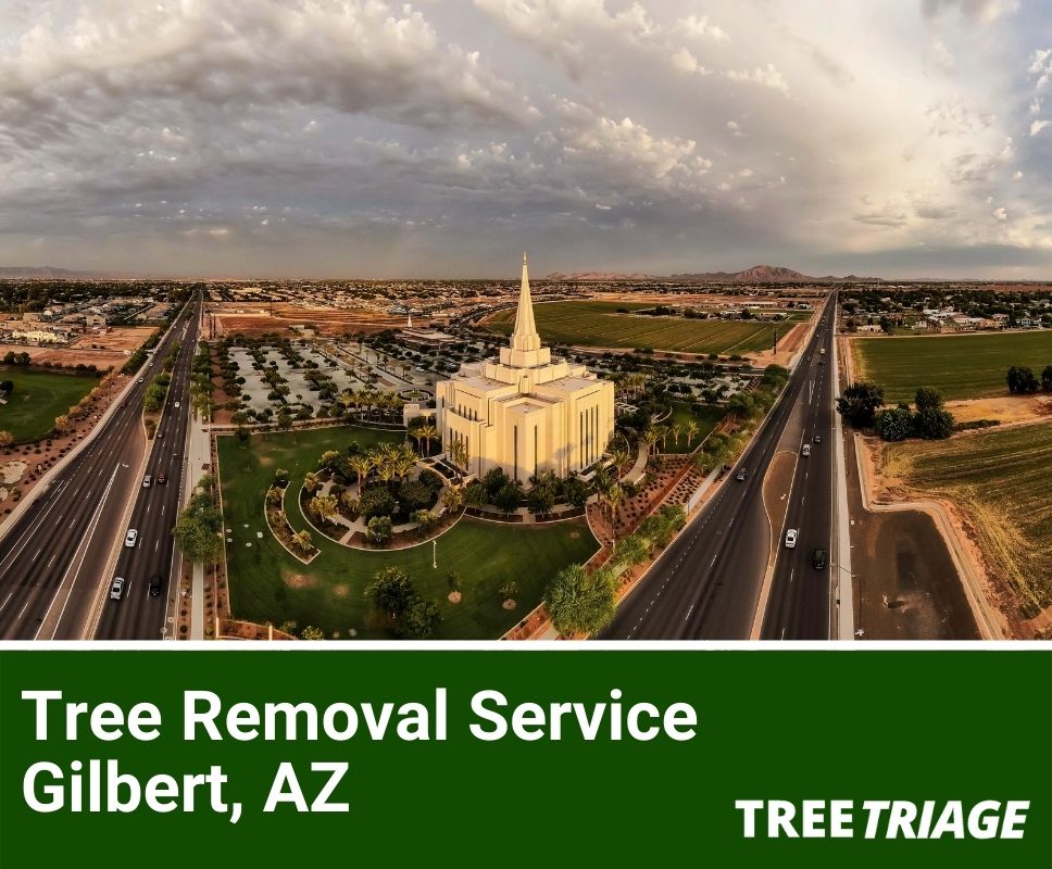 Tree Removal Service Gilbert, AZ-1