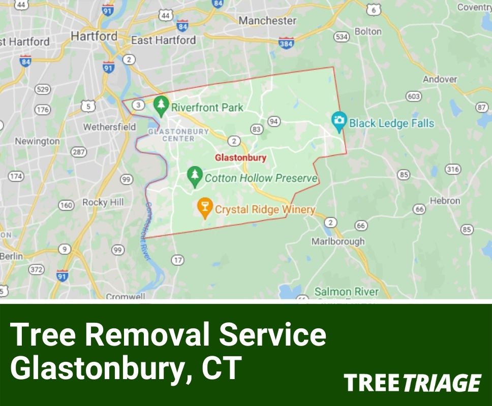 Tree Removal Service Glastonbury, CT-1