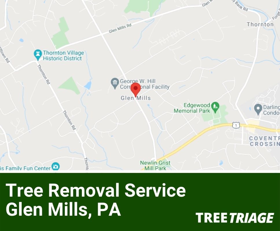Tree Removal Service Glen Mills, PA-1