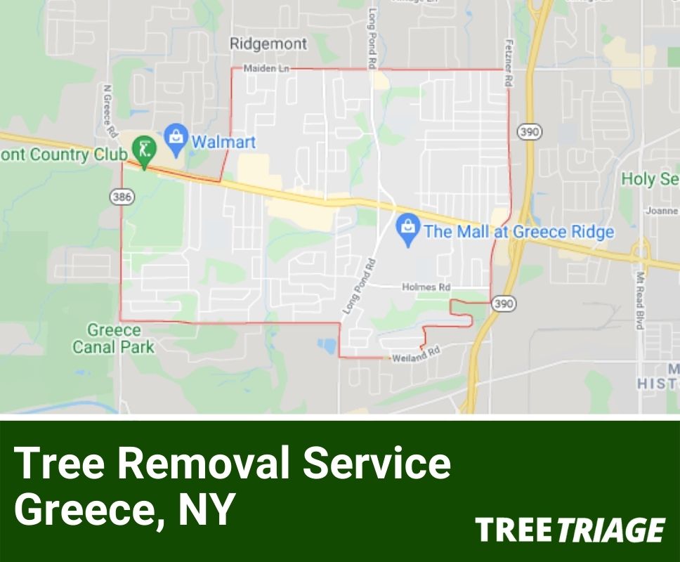 Tree Removal Service Greece, NY-1
