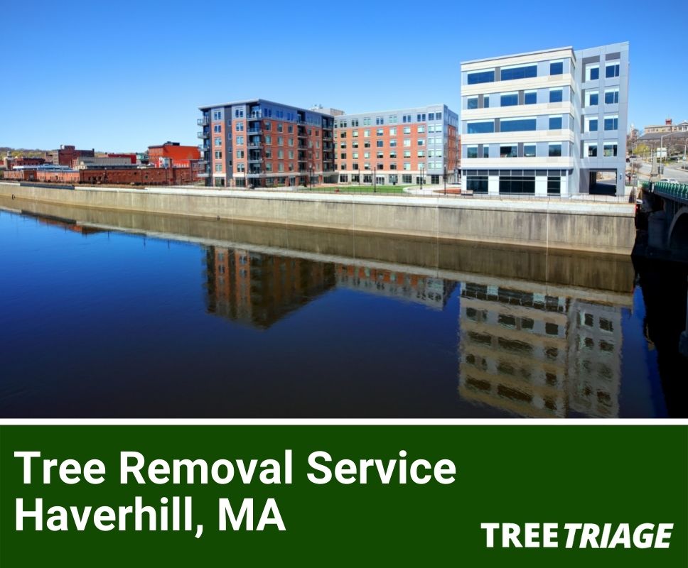Tree Removal Service Haverhill, MA-1