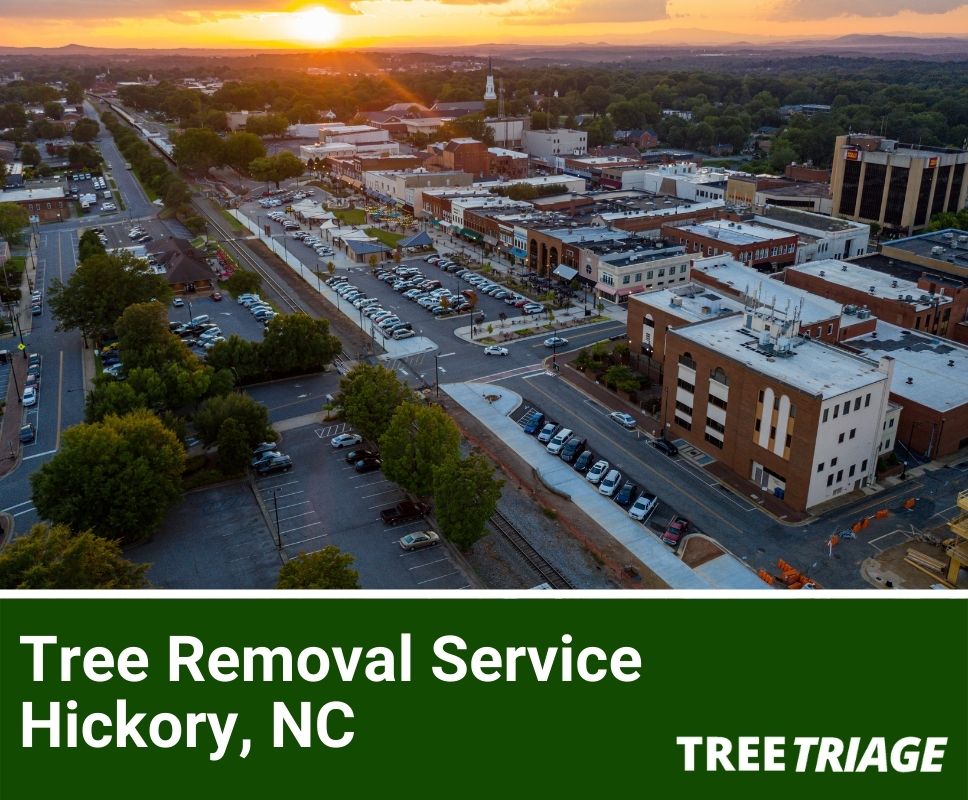Tree Removal Service Hickory, NC-1