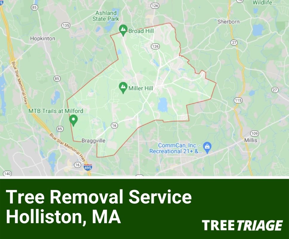 Tree Removal Service Holliston, MA-1