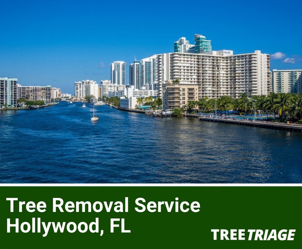 Tree Removal Service Hollywood, FL-1