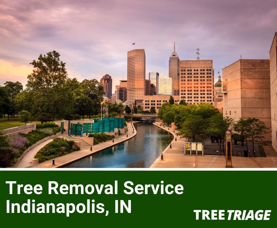 Tree Removal Service Indianapolis, IN-1