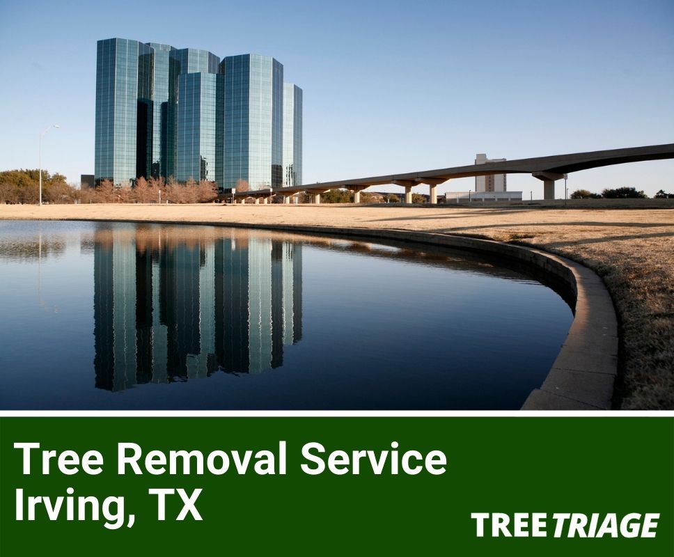 Tree Removal Service Irving, TX-1