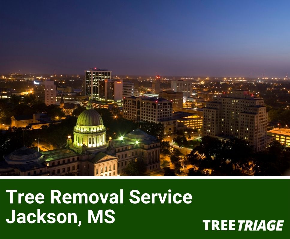Tree Removal Service Jackson, MS-1