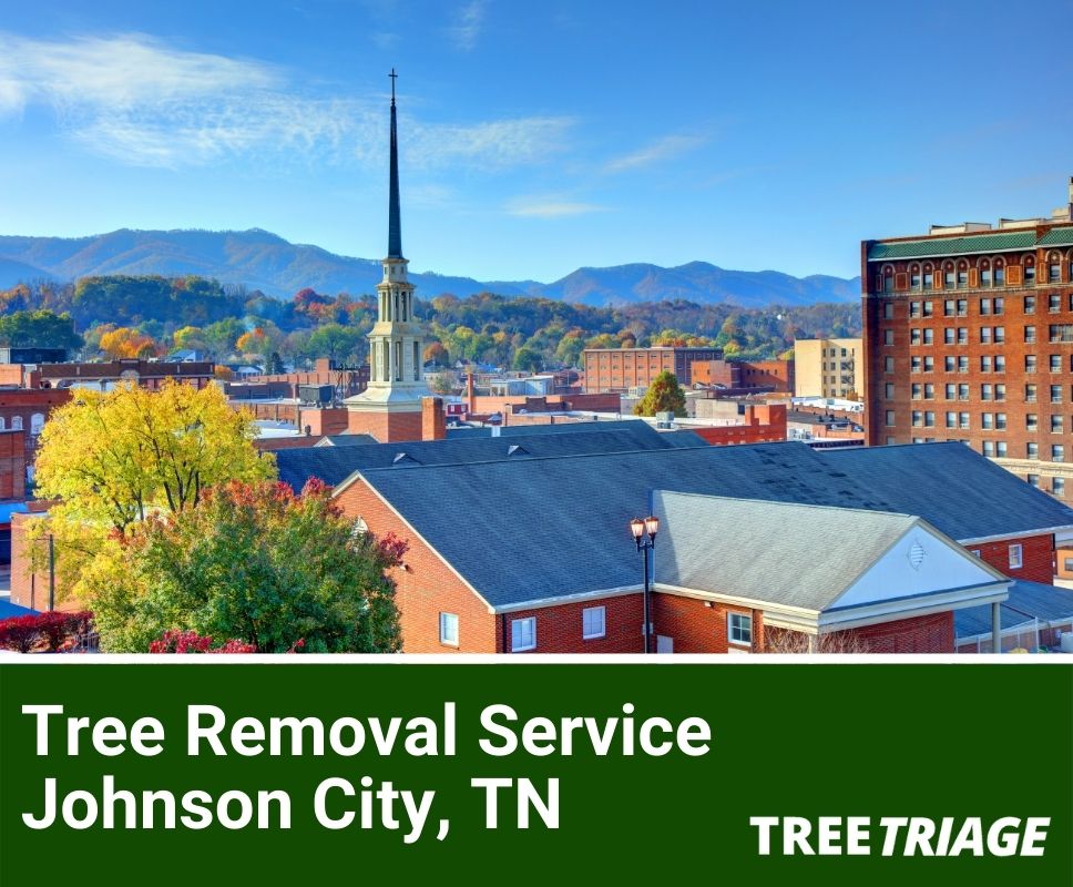 Tree Removal Service Johnson City, TN-1