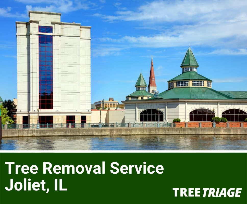 Tree Removal Service Joliet, IL-1