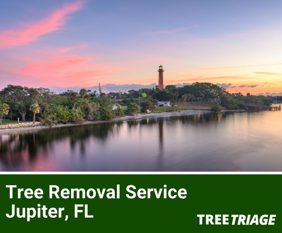 Tree Removal Service Jupiter, FL-1