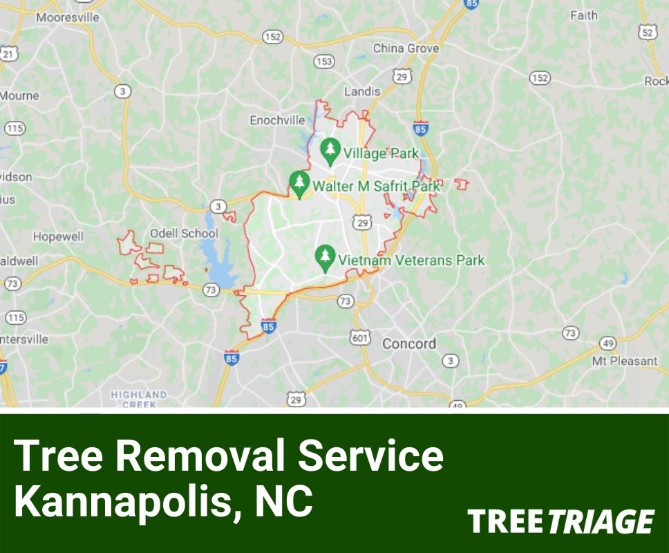 Tree Removal Service Kannapolis, NC-1