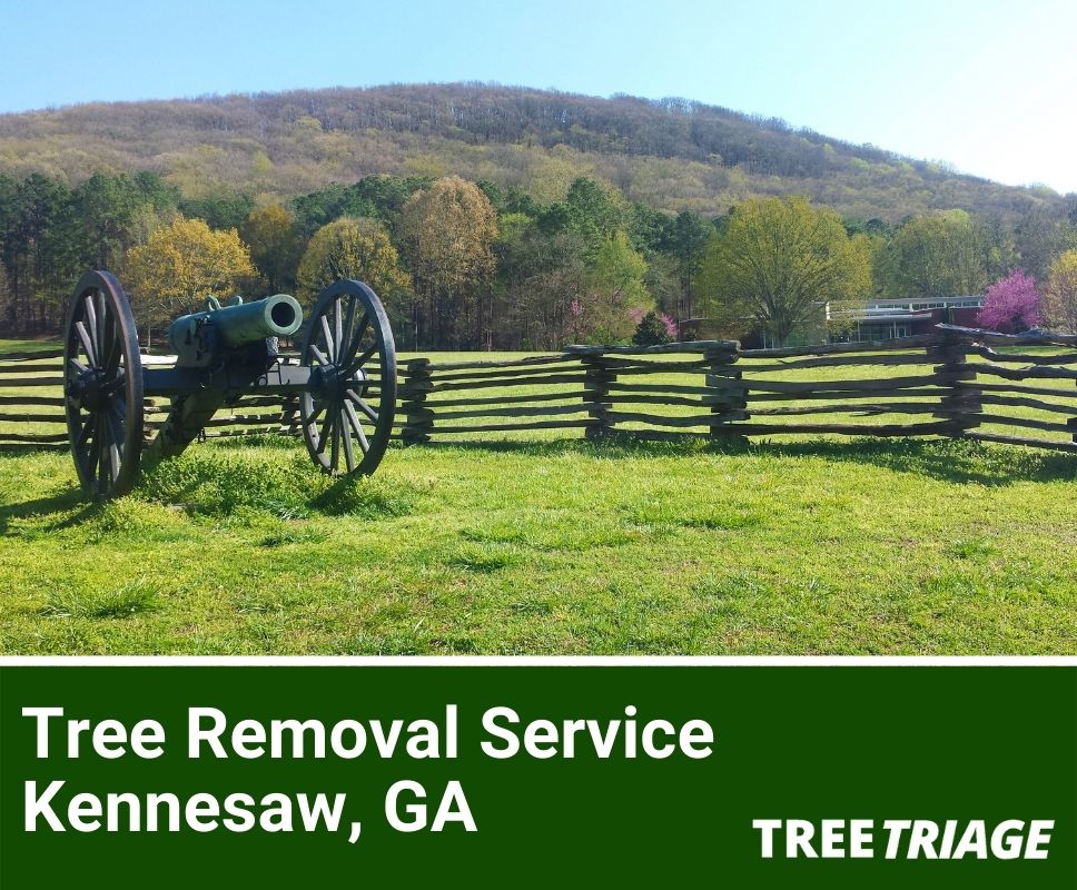 Tree Removal Service Kennesaw, GA-1