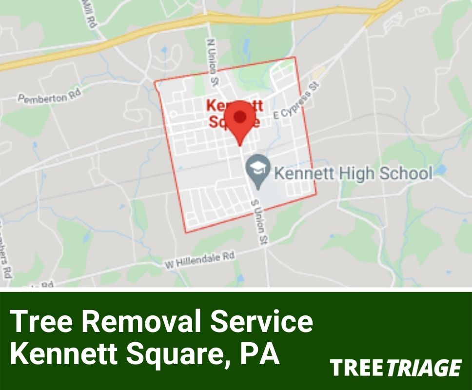 Tree Removal Service Kennett Square, PA-1