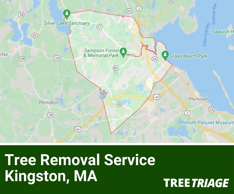 Tree Removal Service Kingston, MA-2