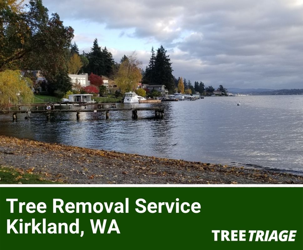 Tree Removal Service Kirkland, WA-1