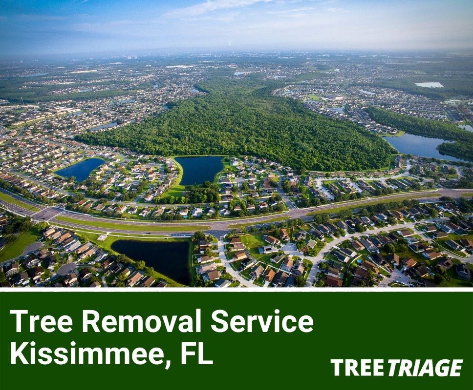 Tree Removal Service Kissimmee, FL-1