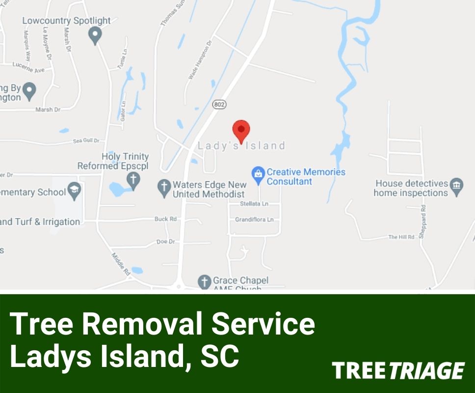 Tree Removal Service Ladys Island, SC-1