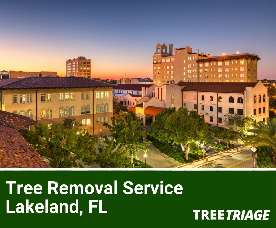 Tree Removal Service Lakeland, FL-1