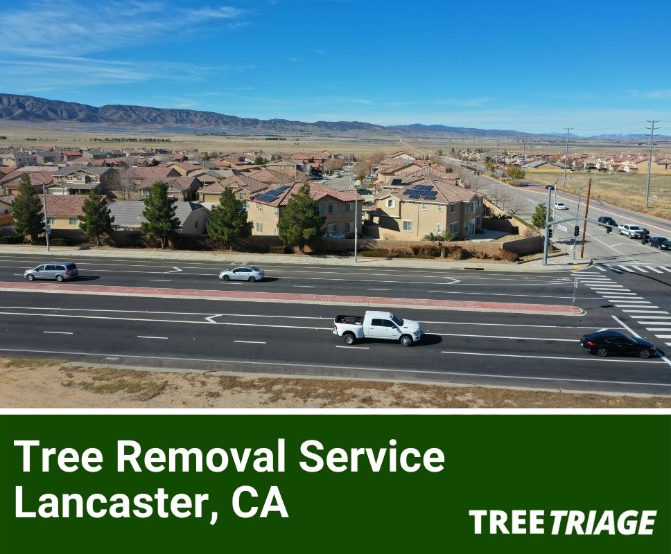Tree Removal Service Lancaster, CA-1