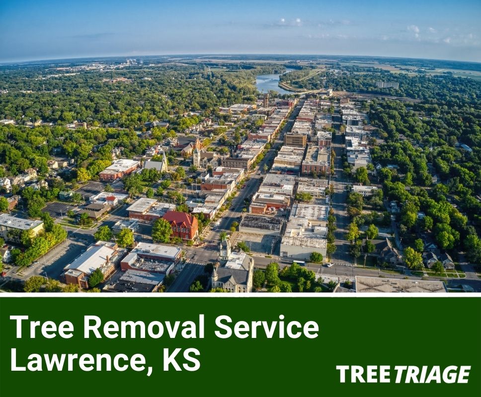 Tree Removal Service Lawrence, KS-1