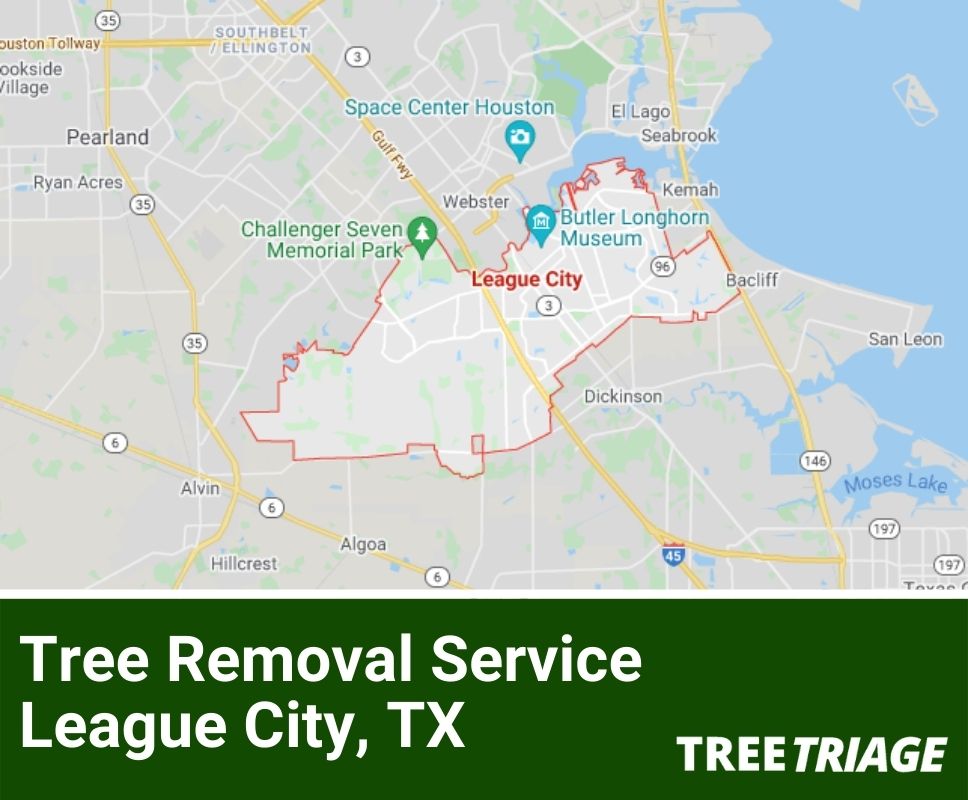 Tree Removal Service League City, TX-1
